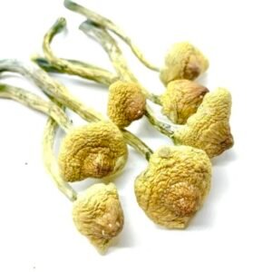 Buy Huautla Cubensis Mushrooms