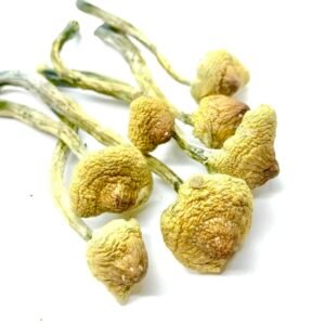 Buy Huautla Cubensis Mushrooms