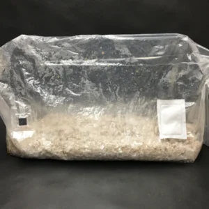 buy magic mushroom grow kit | mushroom grow kits for sale uk  | mushroom grow kits for sale | buy mushroom growing kit | buy mushroom grow kit over £250