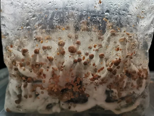 buy mushroom growing kit | buy mushroom grow kit | grow kit for mushrooms |1 grow mushrooms kit uk
