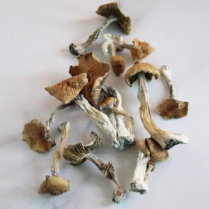 Golden Teacher Mushrooms