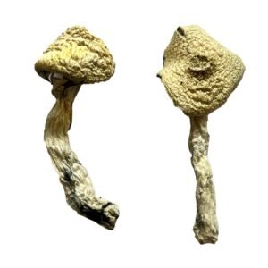 buy-dried-magic-mushrooms-online