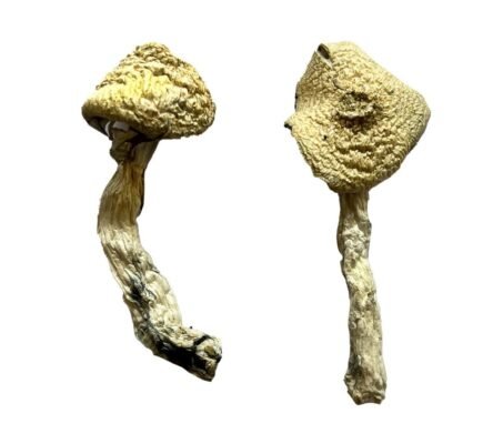 buy-dried-magic-mushrooms-online