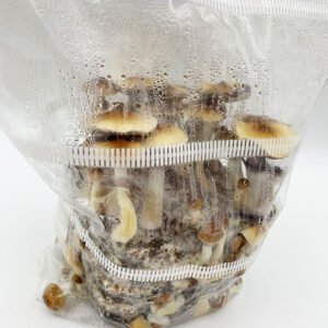 MonoBox Grow Kit | Buy MonoBox Mushroom Grow Kit UK | magic mushroom grow kits for sale UK | mushroom growing kits for sale | buy magic mushroom grow kit | mushroom grow kits...